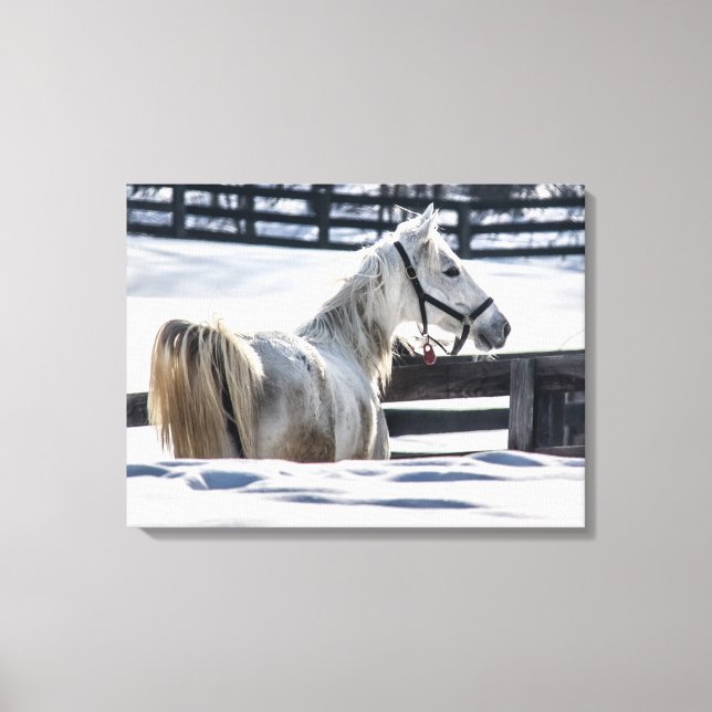 Toile Cheval Blanc En Neige (Recto)