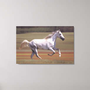 Toile Cheval blanc fonctionnant dans le domaine