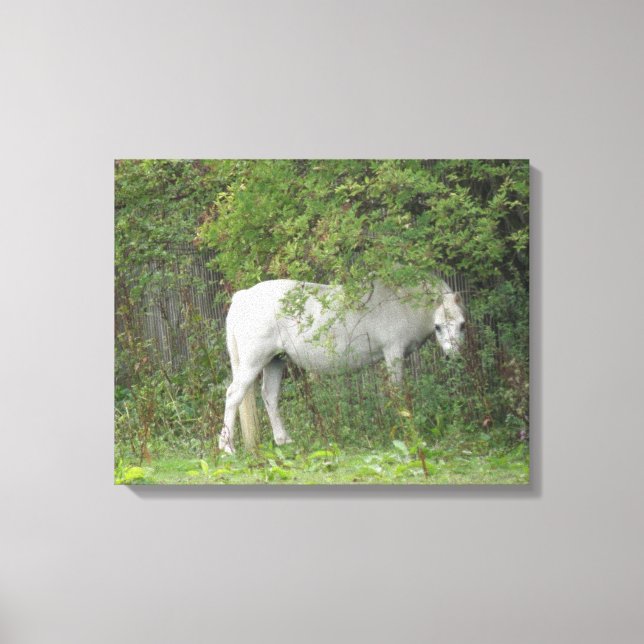 Toile Cheval Blanc timide Imprimer (Recto)