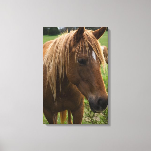 Toile Cheval Bonjour (Recto)