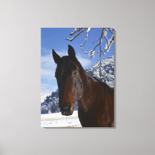 Toile Cheval Brown en hiver