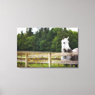 Toile Cheval dans le domaine regardant au-dessus de la