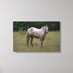 Toile Cheval d'Appaloosa se tenant dans l'herbe