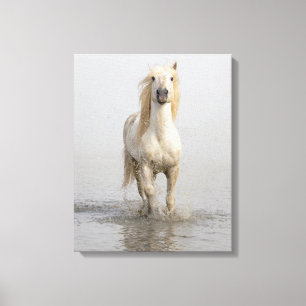 Toile Cheval de Camargue courant dans l'eau