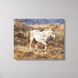 Toile Cheval errant dans les collines pittoresques du Bi