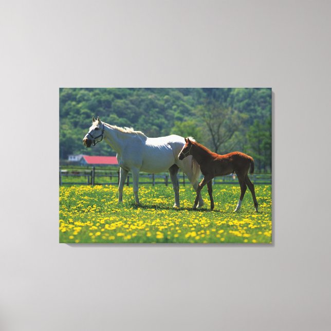 Toile Cheval et son poulain debout dans un champ (Recto)