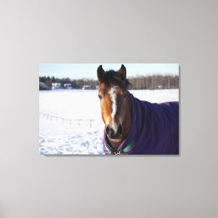 Toile Cheval frôlant sur un champ neige-couvert sur