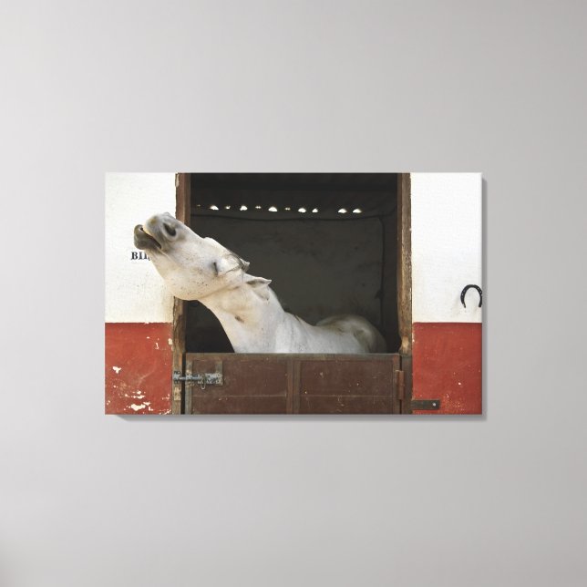 Toile Cheval gris dans une écurie (Recto)