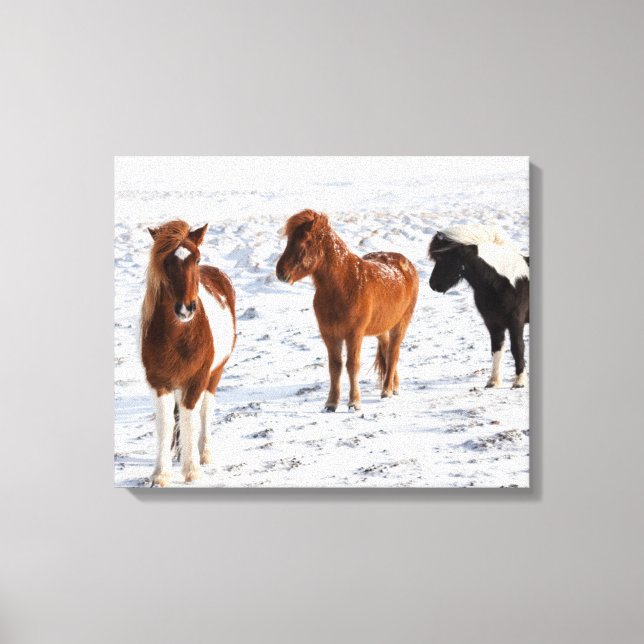 Toile Cheval islandais avec pelage d'hiver typique (Recto)