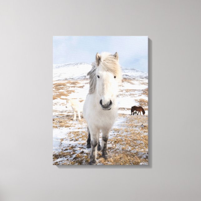 Toile Cheval islandais blanc, Islande (Recto)