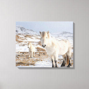 Toile Cheval islandais   Blonduos, Islande