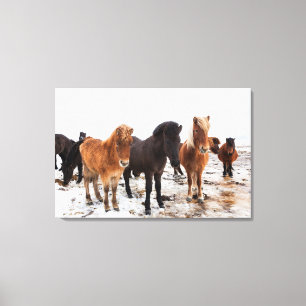 Toile Cheval islandais en hiver en Islande
