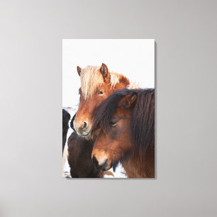 Toile Cheval islandais en hiver en Islande