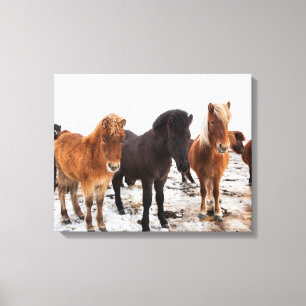 Toile Cheval Islandais Pendant l'Hiver Islande