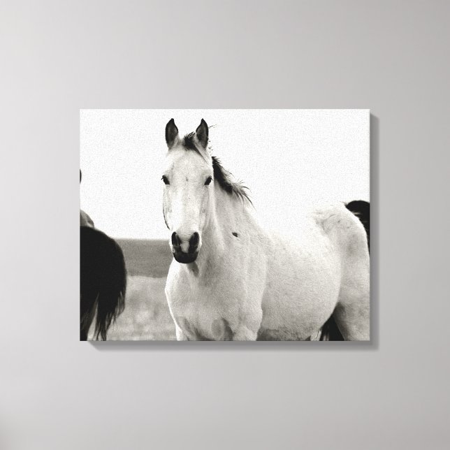 Toile Cheval noir et blanc dans les Flint Hills (Recto)