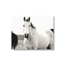 Cheval noir et blanc dans les Flint Hills