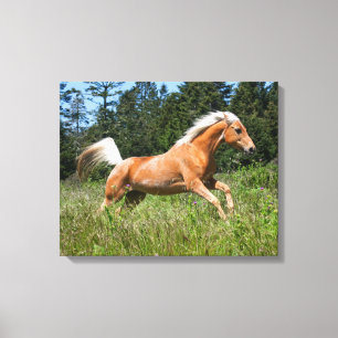 Toile Cheval Palomino courant à travers une prairie