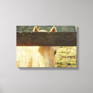 Toile Cheval Palomino Pékin À La clôture