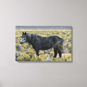 Toile Cheval sauvage de mustang dans le désert