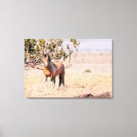 Cheval sauvage des Steens du Sud