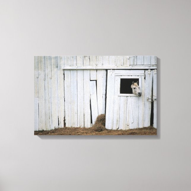 Toile Cheval Sticking Head out Barn Window (Recto)