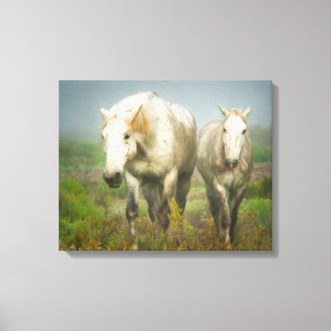 Toile Chevaux blancs de Camargue en champ (Recto)