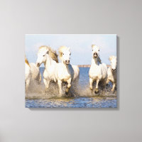 Chevaux de Camargue