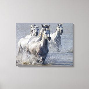 Toile Chevaux de Camargue fonctionnant sur le marécage