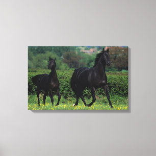 Toile Chevaux de pur sang dans le domaine de fleur