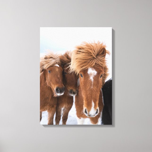 Toile Chevaux islandais se blottissent, Islande (Recto)