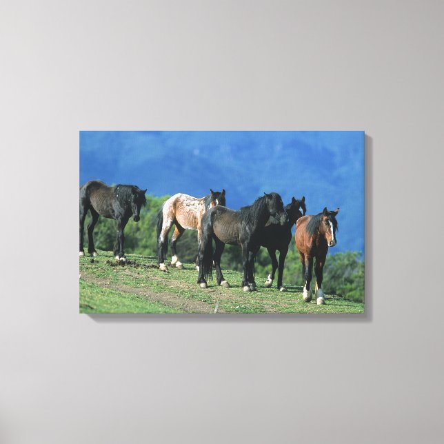 Toile Chevaux Mustang sauvages dans les montagnes (Recto)