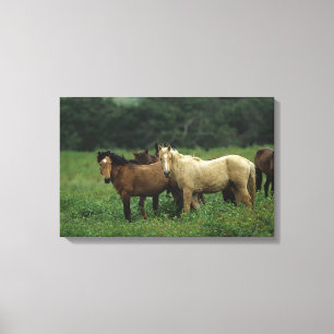 Toile Chevaux sauvages 4 de mustang