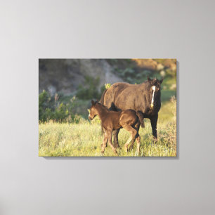 Toile Chevaux sauvages au parc national Theodore Rooseve