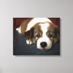 Toile Chic Chiot Brown Et Blanc