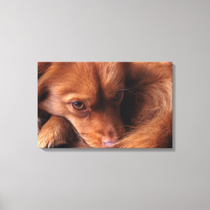 Toile chien