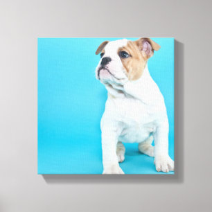 Toile Chien à chien mignon