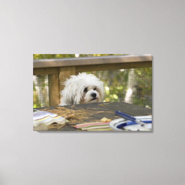 Toile Chien à table de pique-nique (Recto)