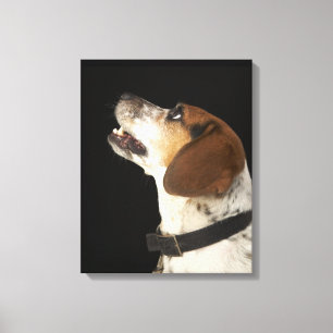 Toile Chien beagle avec profil col noir