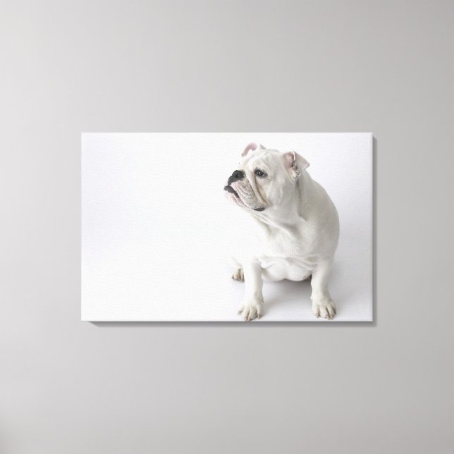 Toile Chien blanc (Recto)