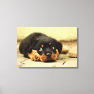 Toile Chien chiot Rottweiler curieux de la vie