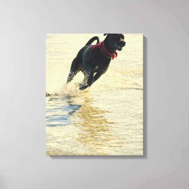 Toile Chien courant dans l'eau (Recto)