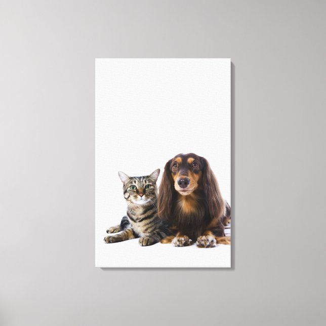 Toile Chien (Dachshund) et chat (chat japonais) sur blan (Recto)