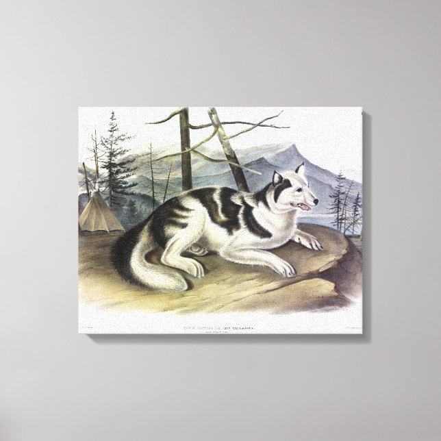Toile Chien d'Amérique (Chien du fleuve Mackenzie) par A (Recto)