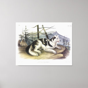 Toile Chien d'Amérique (Chien du fleuve Mackenzie) par A