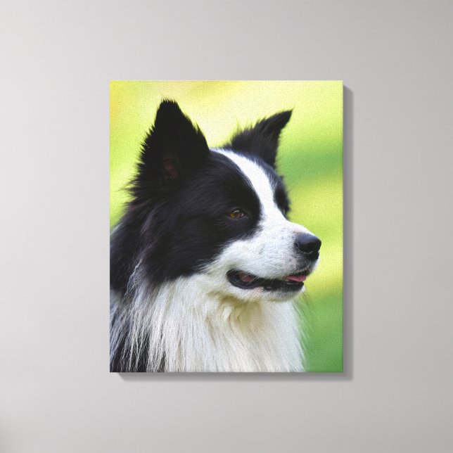 Toile Chien de berger border collie noir et blanc (Recto)