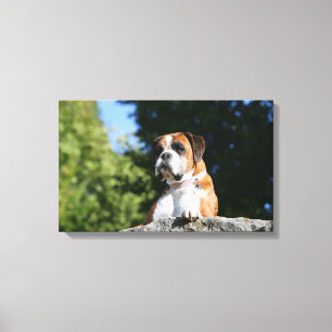 Toile Chien de boxeur s'étendant sur une roche