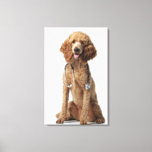 Toile Chien de caniche d'or utilisant un stéthoscope
