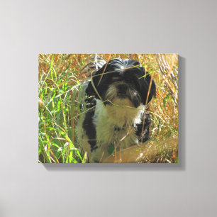 Toile Chien de Chien Tzu Lion en herbe haute