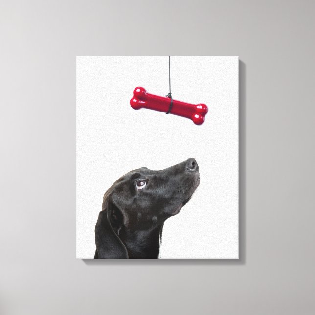 Toile Chien de laboratoire noir mélangé avec un chien ro (Recto)