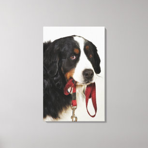 Toile Chien de montagne de Bernese (Berner Sennenhund)